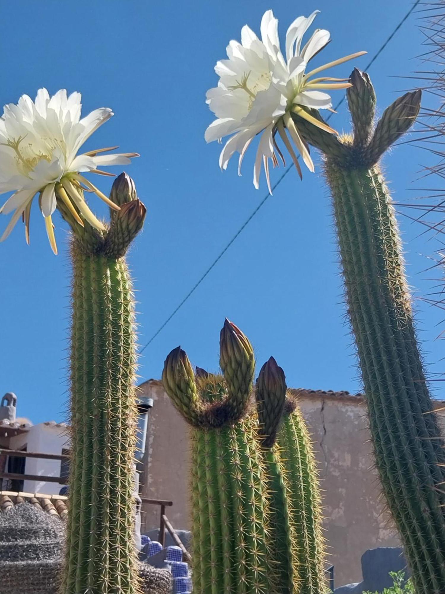 The Cave Of Dreams Bed & Breakfast Baza Bagian luar foto